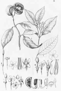 Tabernaemontana hystrix Tabernaemontana Tabernaemontana hystrix Tabernaemontana